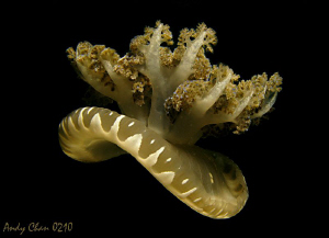 Jelly Dance
Secret Bay - Bali by Andy Chan 